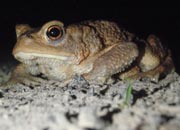 Erdkr�te (D. Diehl)